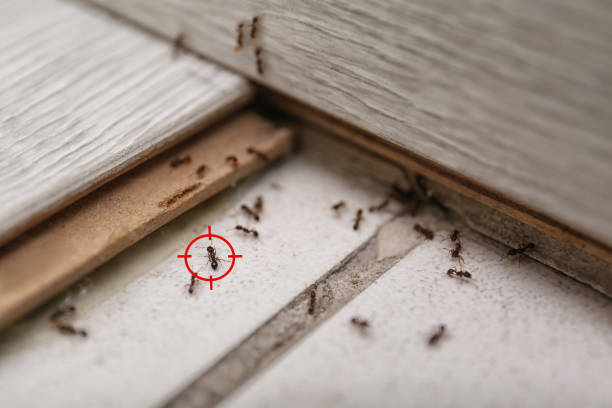 Best Wildlife Control Services  in Willow Springs, MO