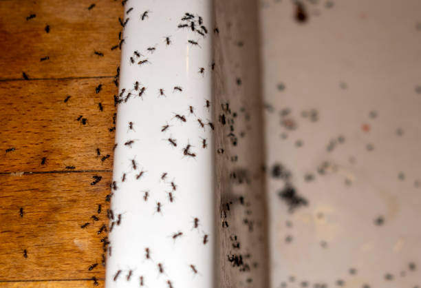 Best Pest Inspection Near Me  in Willow Springs, MO